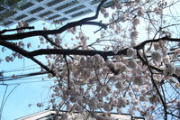 Photo_4